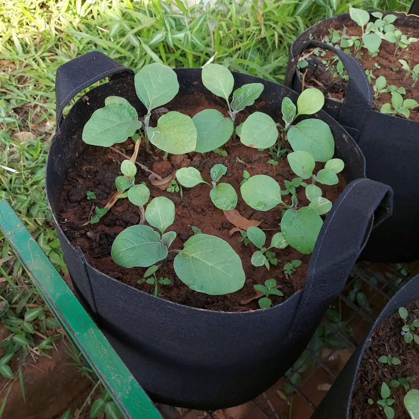 Companion Planting