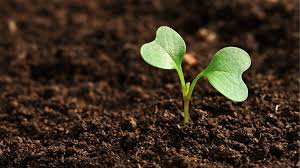 Organic Fertilizers